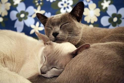 梦见两只猫