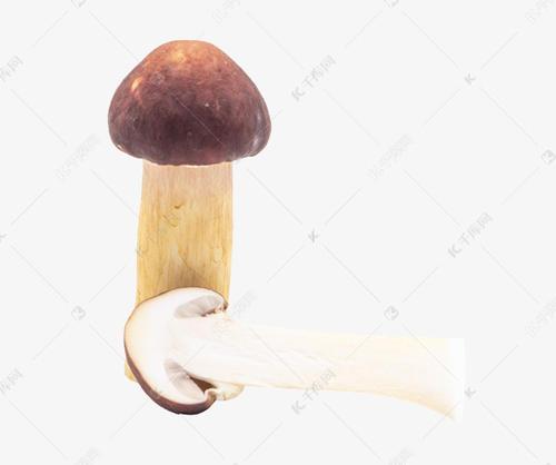 梦见长蘑菇