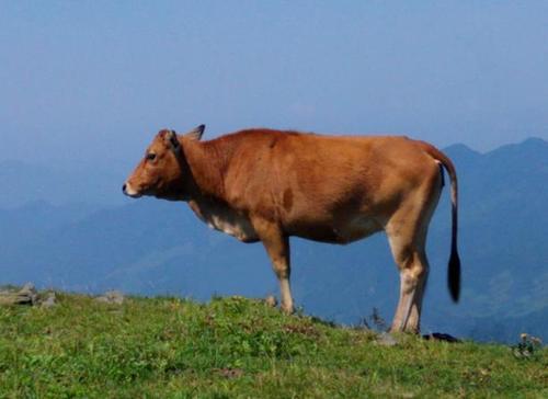 梦见牛在吃草