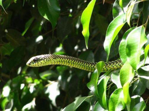 梦见一条小绿蛇