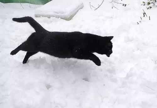 梦见雪地里有一只黑猫