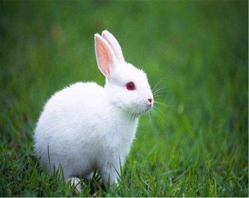 梦见小白兔