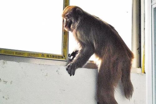 梦见猴子爬窗户
