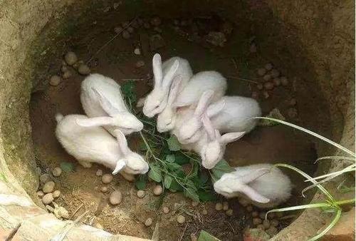 梦见母兔生了很多小兔