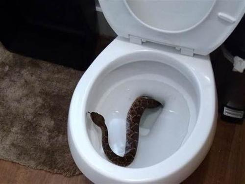 梦见厕所里有蛇