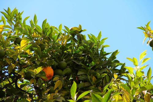 梦见树上结满橘子