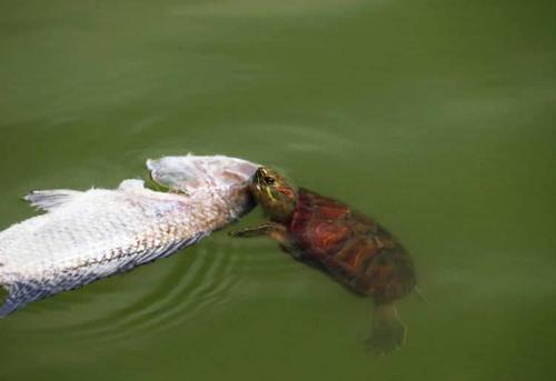 梦见乌龟吃鱼