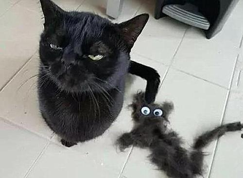 梦见两只黑猫