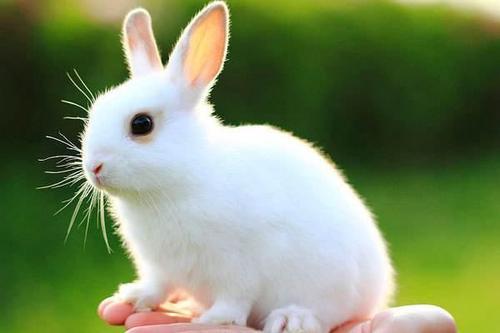 梦见一只小白兔