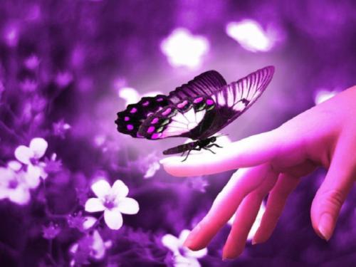 梦见蝴蝶落在手上
