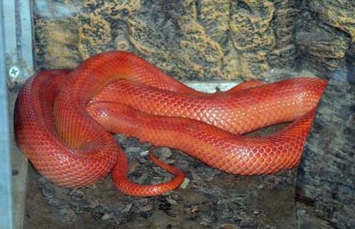 梦见红色的蛇