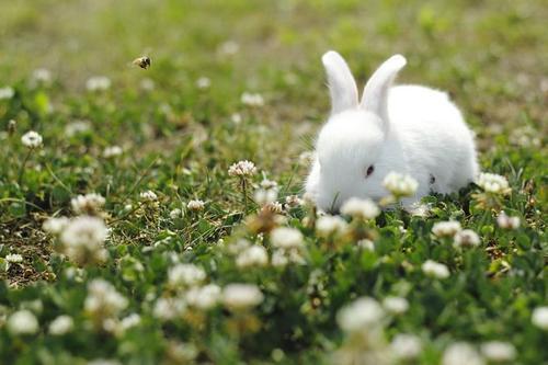 梦见小白兔吃草