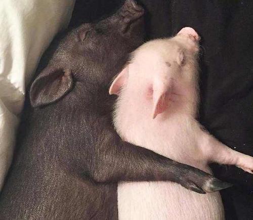 梦见猪生了猪宝宝