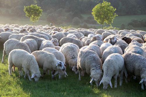 梦见几只羊在吃草