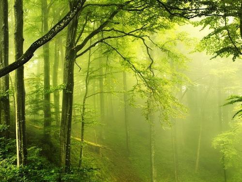 梦见绿色的树林