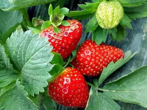 梦见去摘草莓