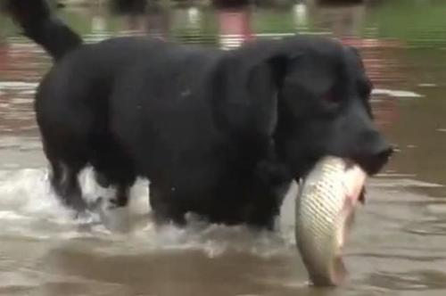 梦见狗在河里吃鱼