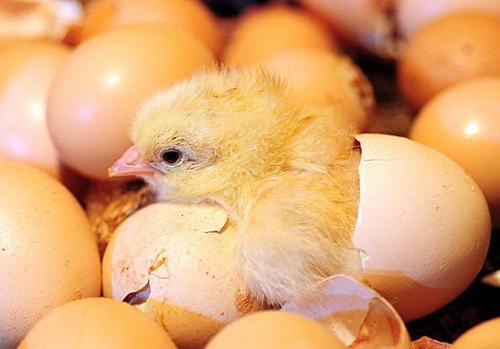 梦见一堆鸡蛋孵小鸡