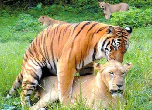 梦见老虎和狮子