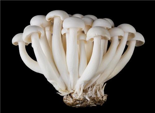 梦见白色蘑菇