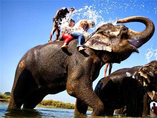 梦见自己骑着大象