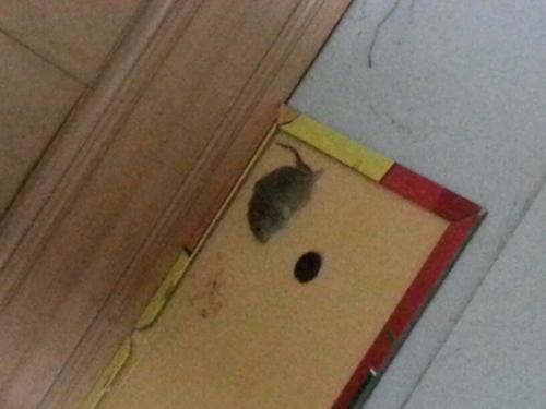 梦见屋里打死老鼠