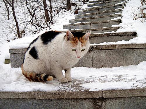 梦见一只猫趴在雪里