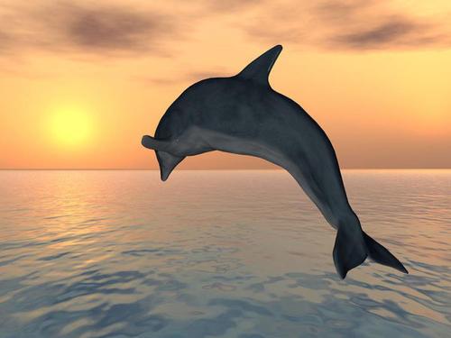 梦见海豚跳跃