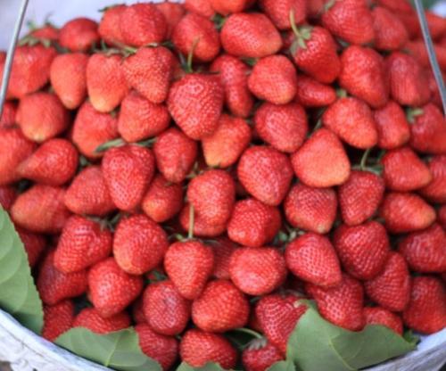 梦见很多草莓
