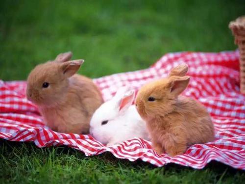 梦见兔子生小兔