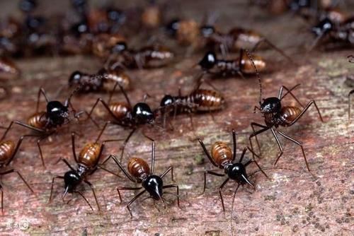 梦见蚂蚁成群在地上爬