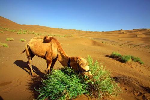 梦见沙漠里的骆驼