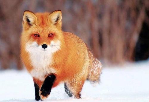 梦见一只漂亮红狐狸