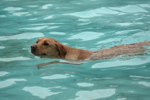 梦见狗在水里游泳