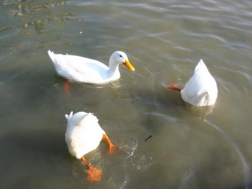 梦见鸭子在水中觅食