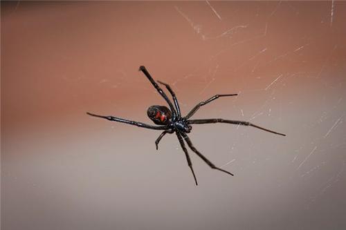 梦见很大的黑蜘蛛