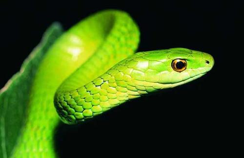 梦见绿色的蛇