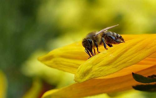 梦见蜜蜂造蜜