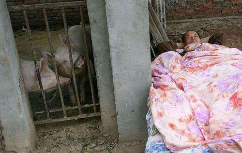 梦见睡猪圈
