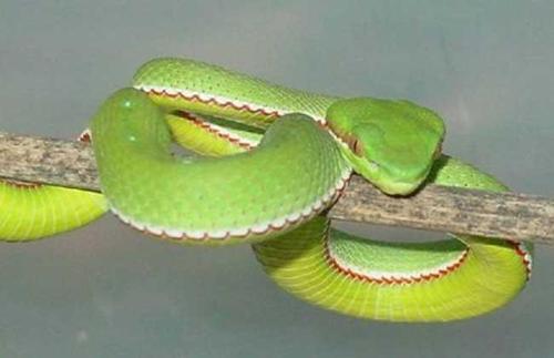 梦见绿色小蛇缠身
