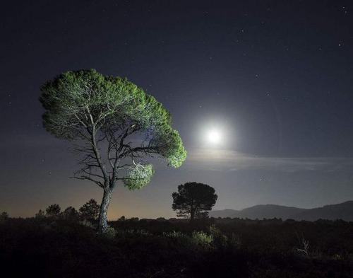 梦见月亮挂在树梢