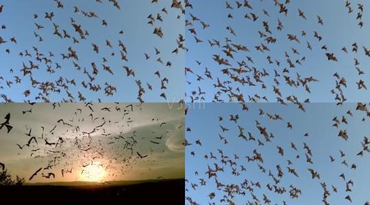 梦见一群蝙蝠在飞