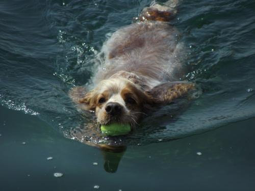 梦见狗在水里游着