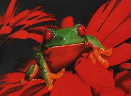 梦见红色的青蛙