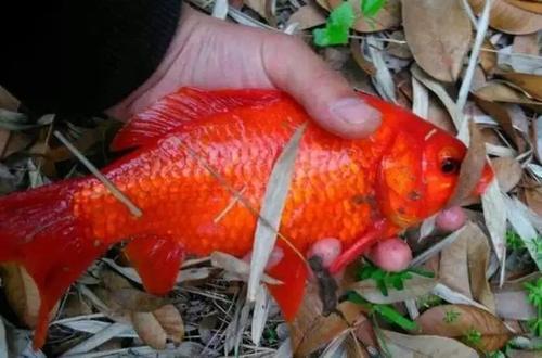 梦见红色的鱼