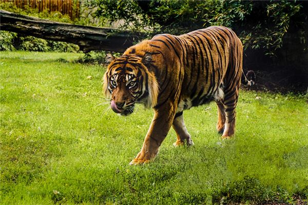 梦见去动物园遛老虎
