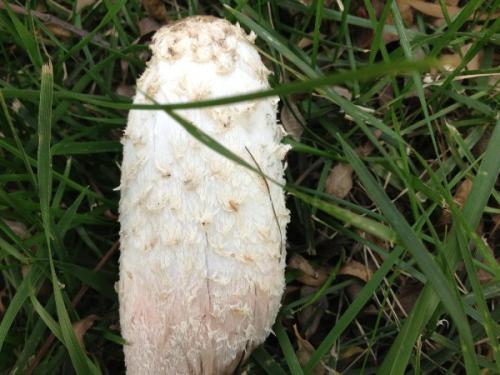 梦见白蘑菇